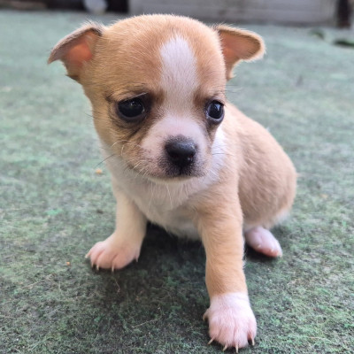 Les chiots de Chihuahua