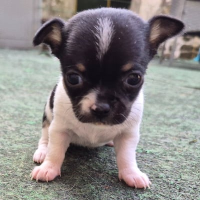 Les chiots de Chihuahua