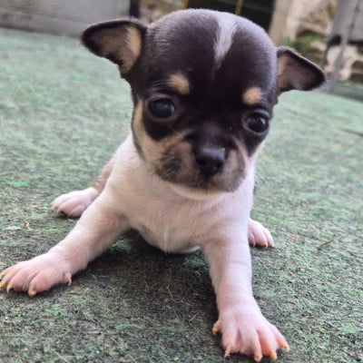 Les chiots de Chihuahua