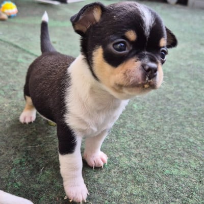 Les chiots de Chihuahua