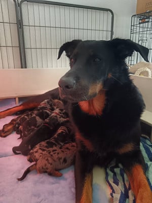 Collier Fushia - Berger de Beauce