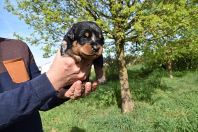Les chiots de Berger de Beauce