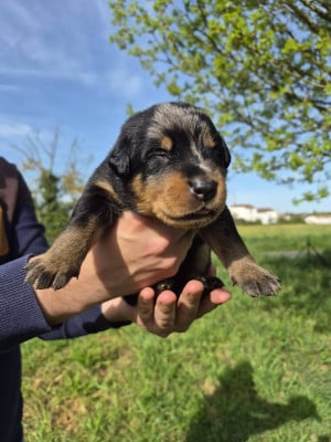 Les chiots de Berger de Beauce