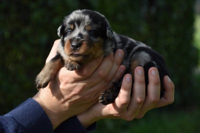 Les chiots de Berger de Beauce