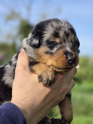 Les chiots de Berger de Beauce