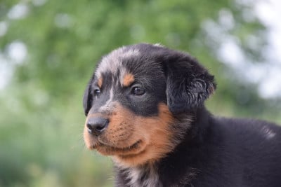Les chiots de Berger de Beauce