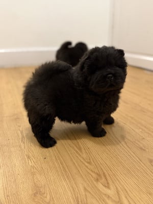 Les chiots de Chow Chow