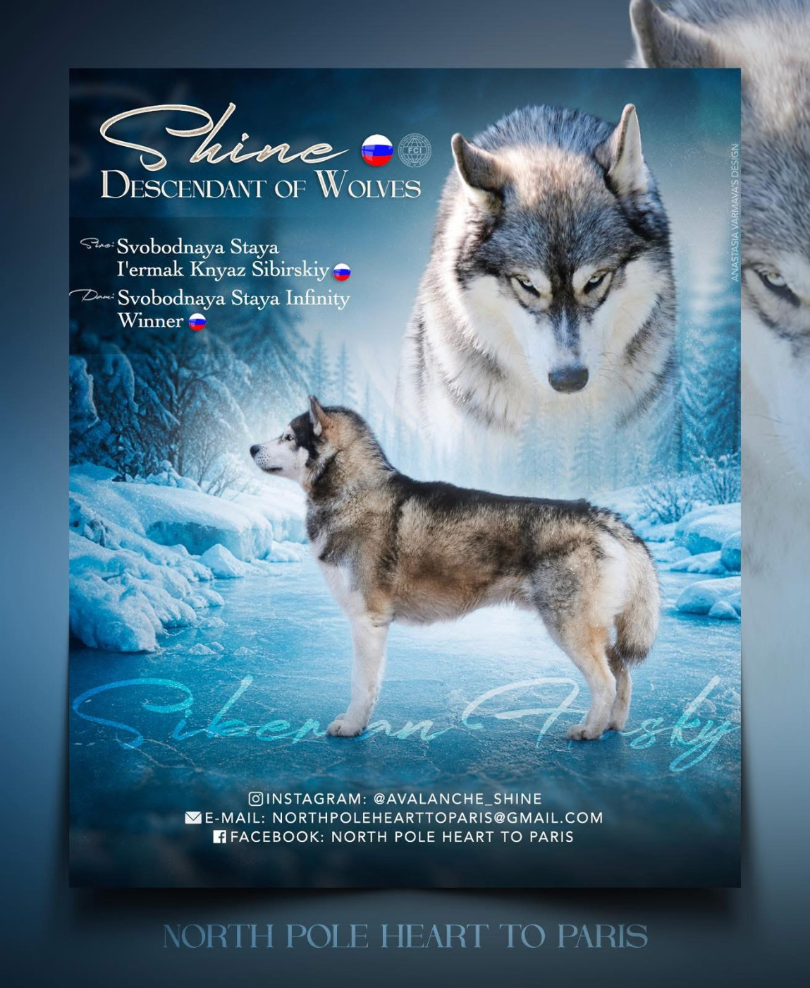 Shine descendant of wolves