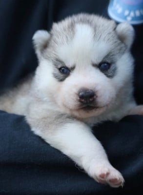 Les chiots de Siberian Husky