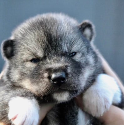 Les chiots de Siberian Husky
