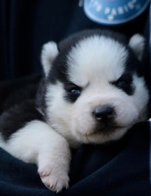 Les chiots de Siberian Husky