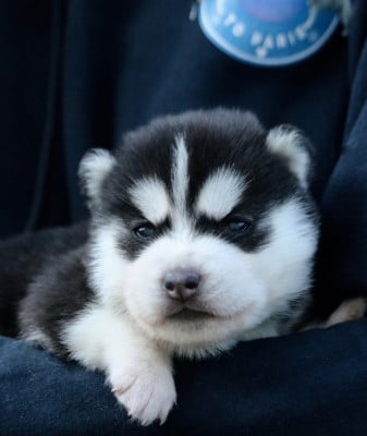 Les chiots de Siberian Husky