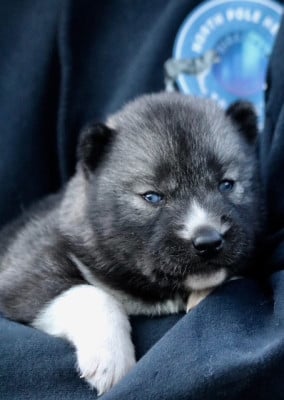 Les chiots de Siberian Husky
