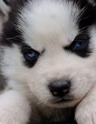 Les chiots de Siberian Husky