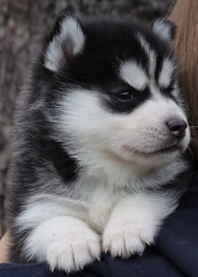 Les chiots de Siberian Husky