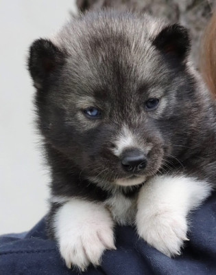 Les chiots de Siberian Husky