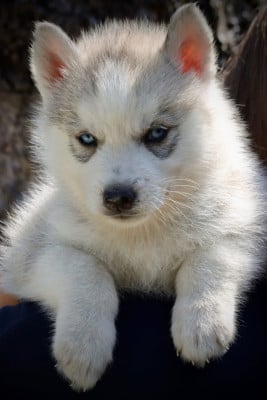 Les chiots de Siberian Husky