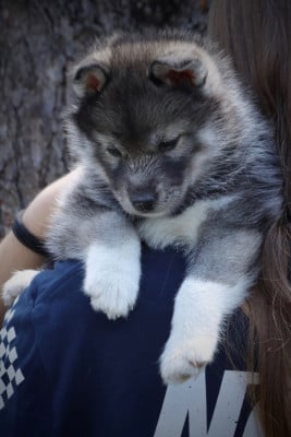 Les chiots de Siberian Husky