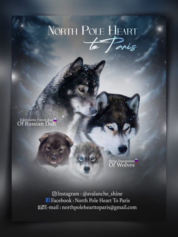 Siberian Husky - North Pole Heart To Paris