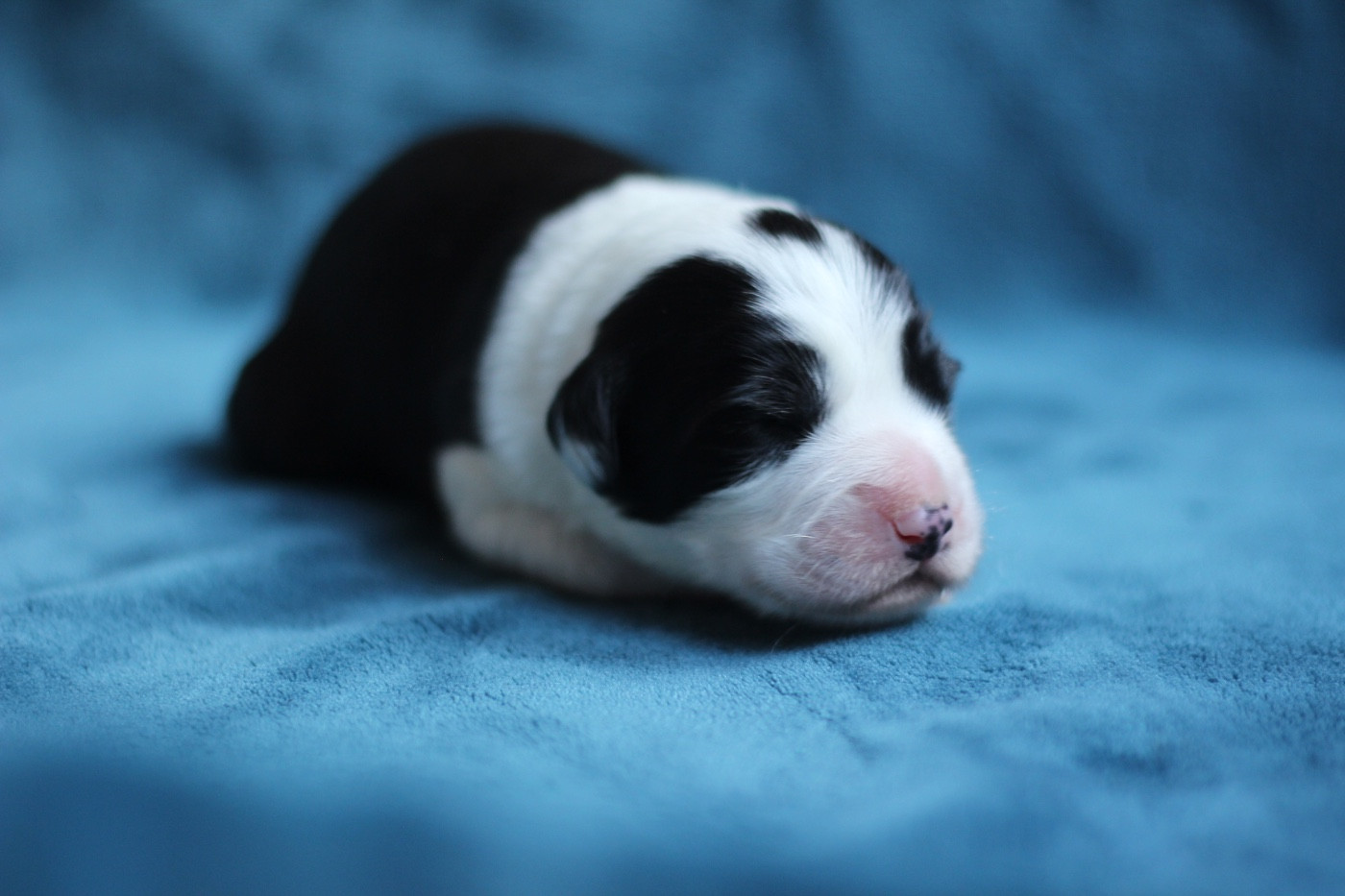 Mâle noir - Bearded Collie