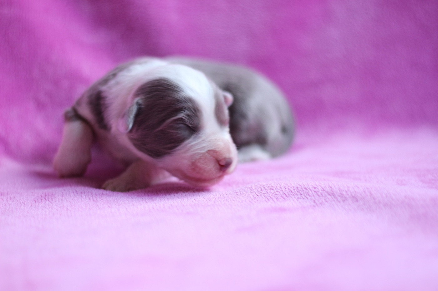 Femelle beige - Bearded Collie