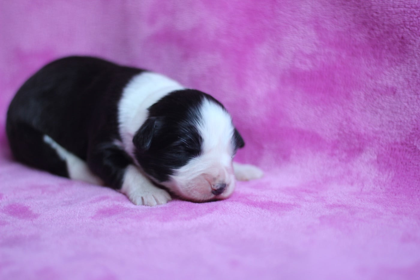 Femelle noir 3 - Bearded Collie