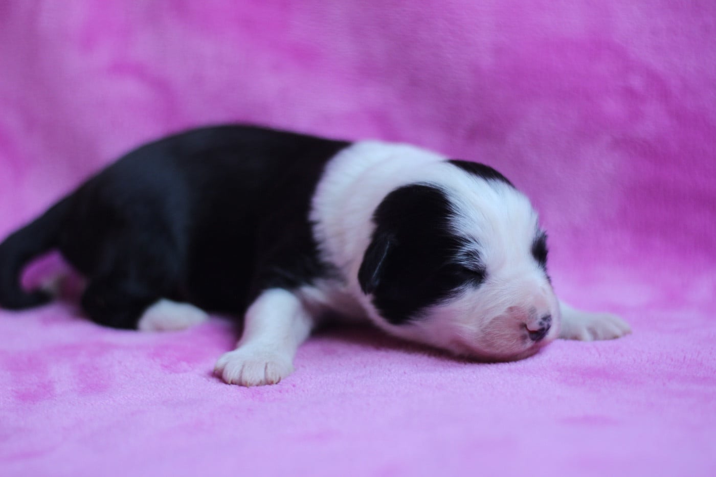 Femelle noir 2 - Bearded Collie