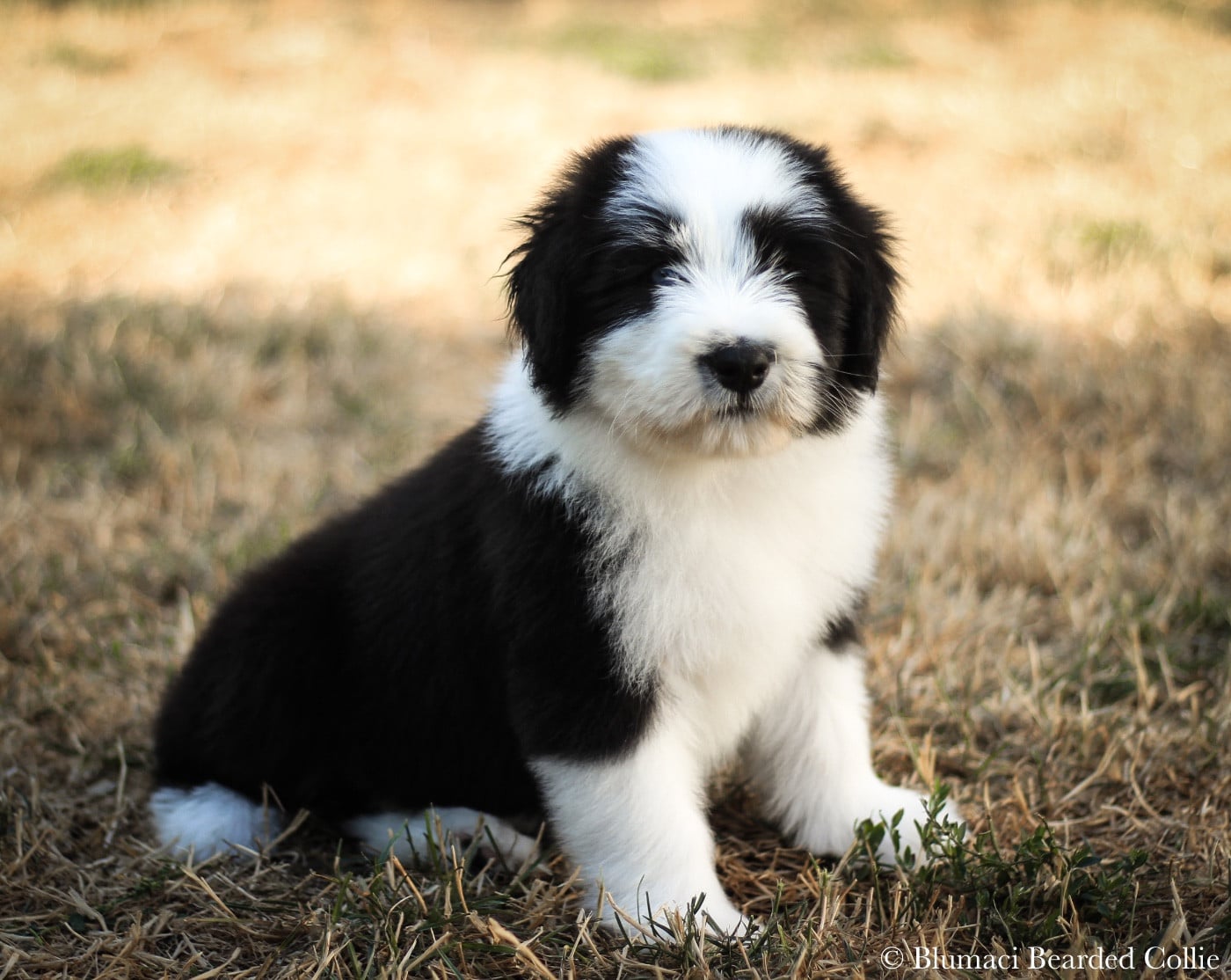 Black Diamond - Bearded Collie