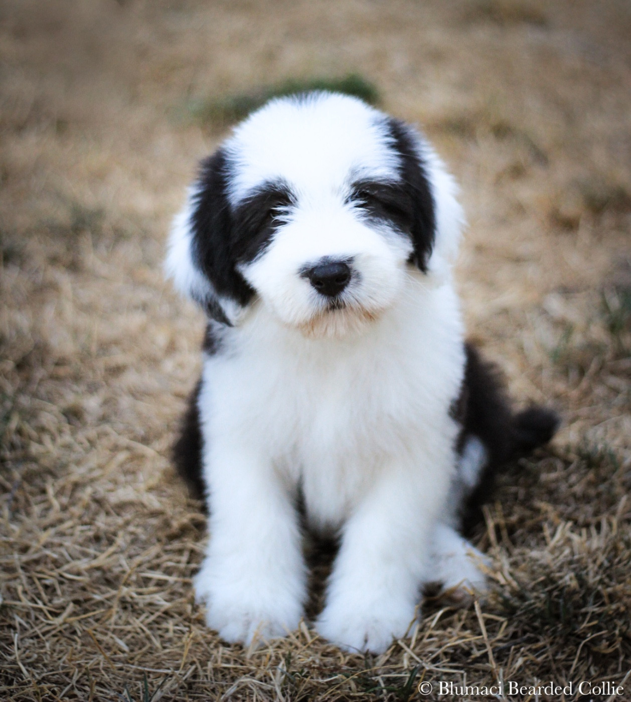 Blizzard Explorer - Bearded Collie