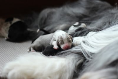 Les chiots de Bearded Collie
