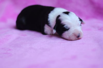 Les chiots de Bearded Collie