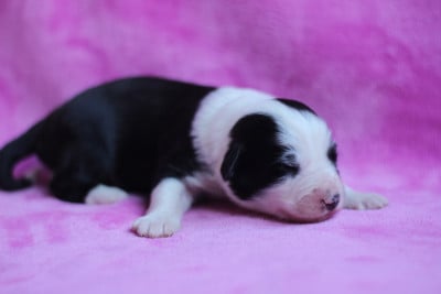 Les chiots de Bearded Collie