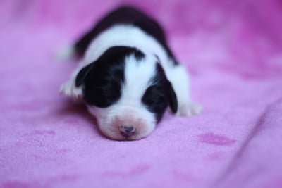 Les chiots de Bearded Collie