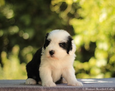 Les chiots de Bearded Collie