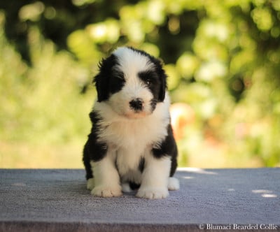 Les chiots de Bearded Collie