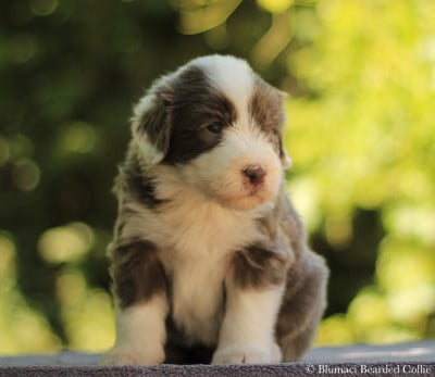 Les chiots de Bearded Collie