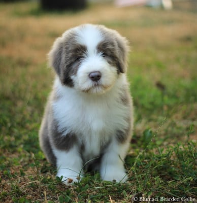 Les chiots de Bearded Collie