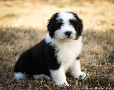 Les chiots de Bearded Collie