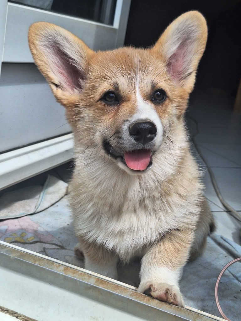 Anne Des Petites Croquettes