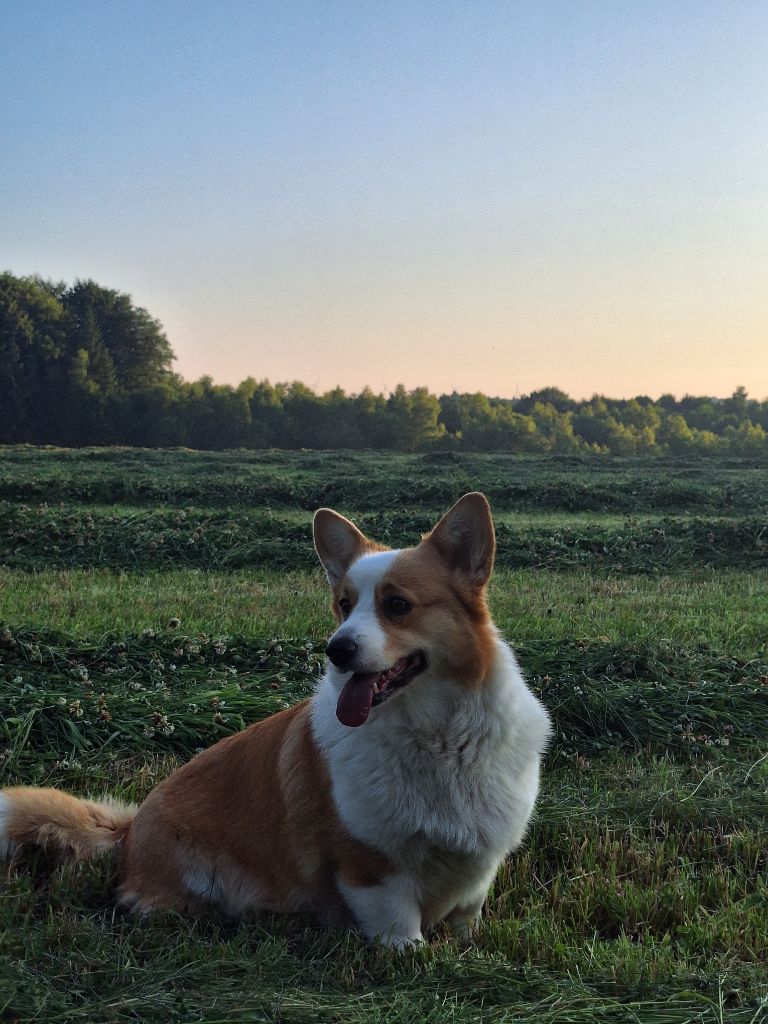 Sapristi's Little Cowboy