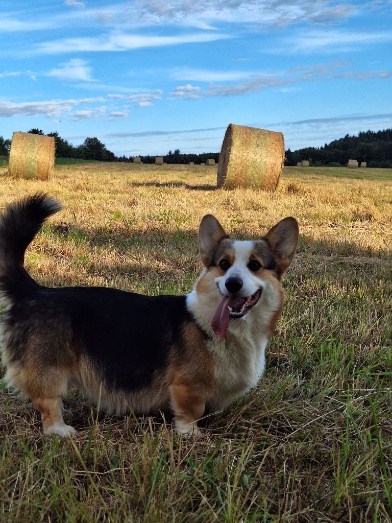Une diva Des Petites Croquettes