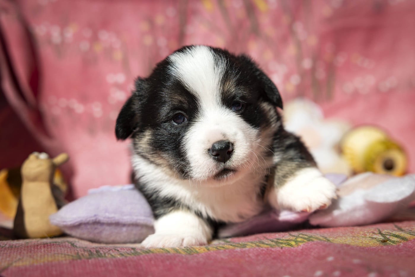 B(rioche) - Welsh Corgi Pembroke