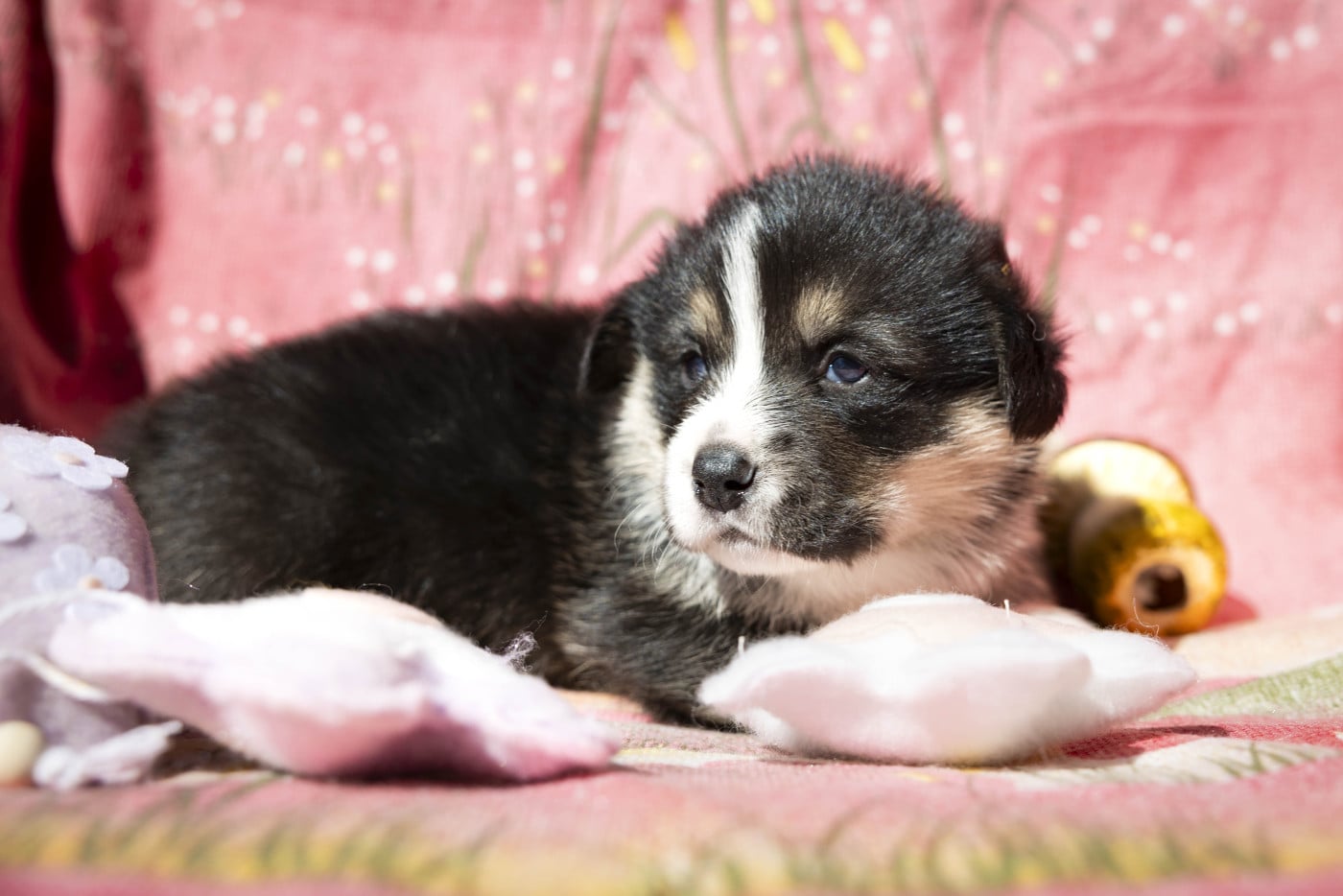 B(andit) - Welsh Corgi Pembroke