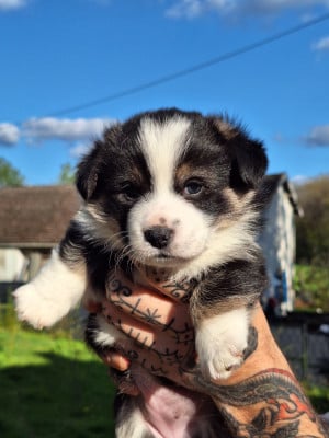 Les chiots de Welsh Corgi Pembroke