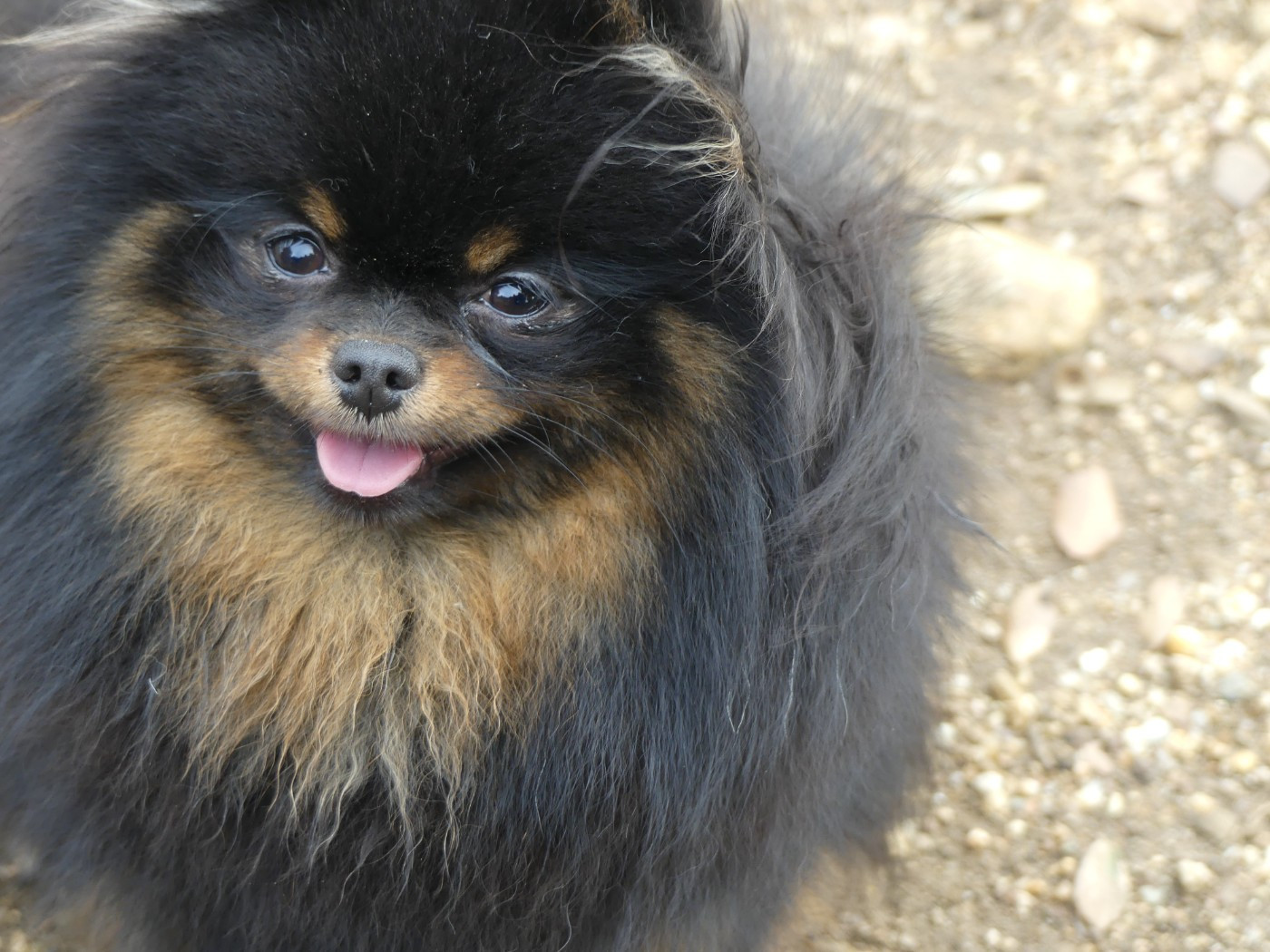 Publication : Du Chant Des Etoiles