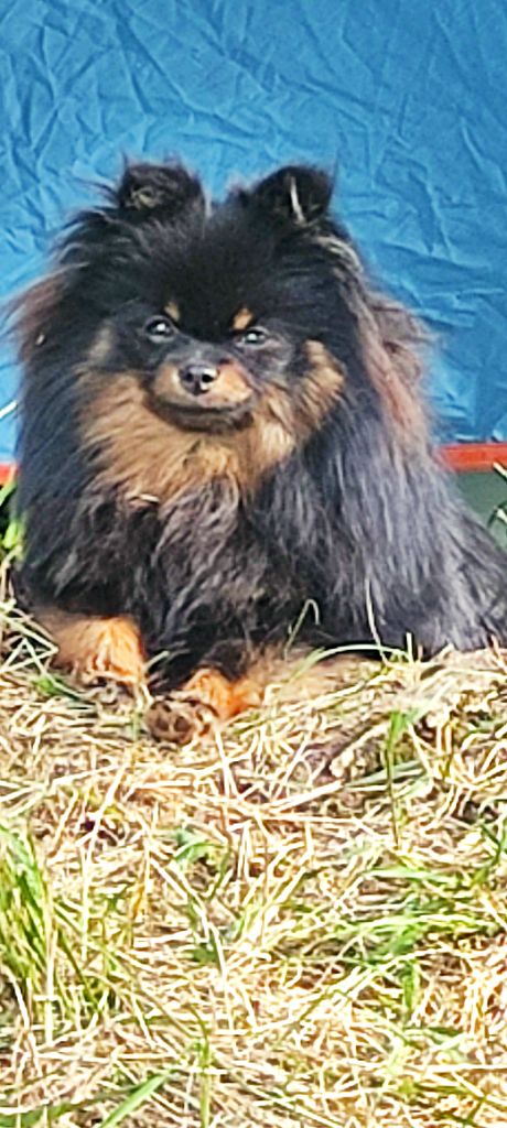 Visa pour l'amour Du Chant Des Etoiles