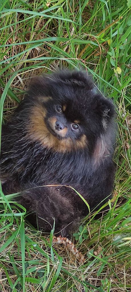 Visa pour l'amour Du Chant Des Etoiles