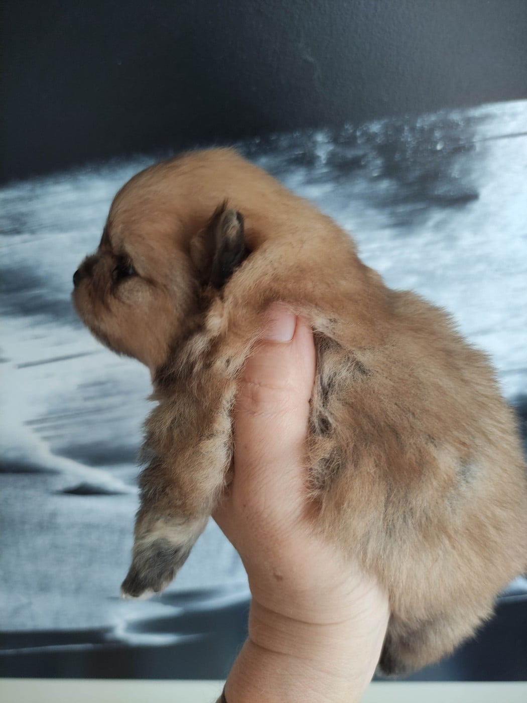 CHIOT 1