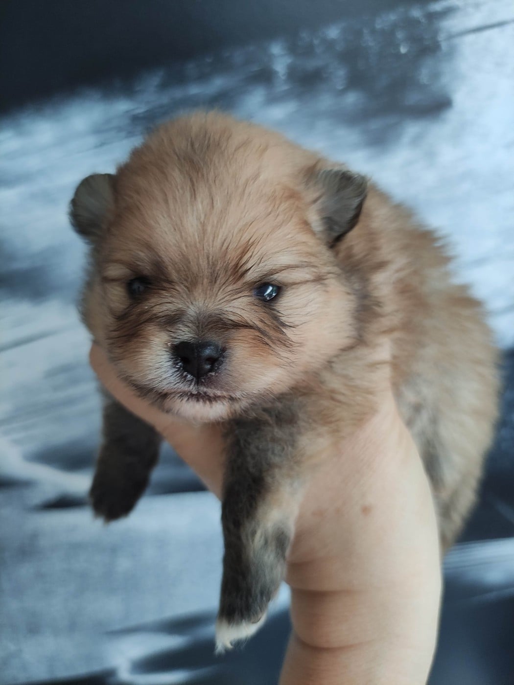 CHIOT 1