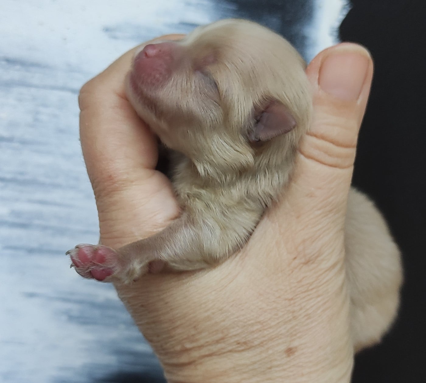 CHIOT 2 - Spitz allemand